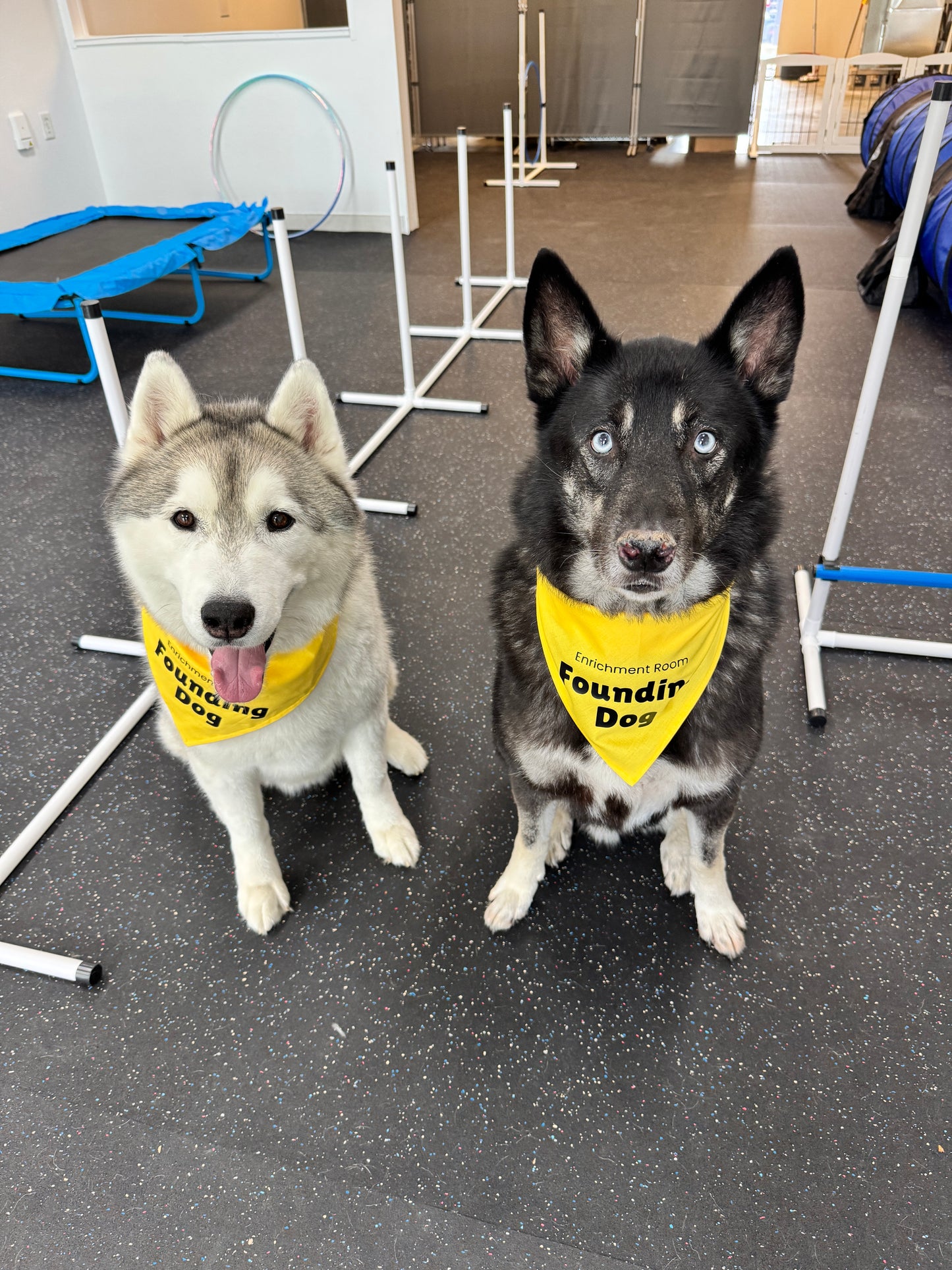 Additional Dogs in Enrichment Session