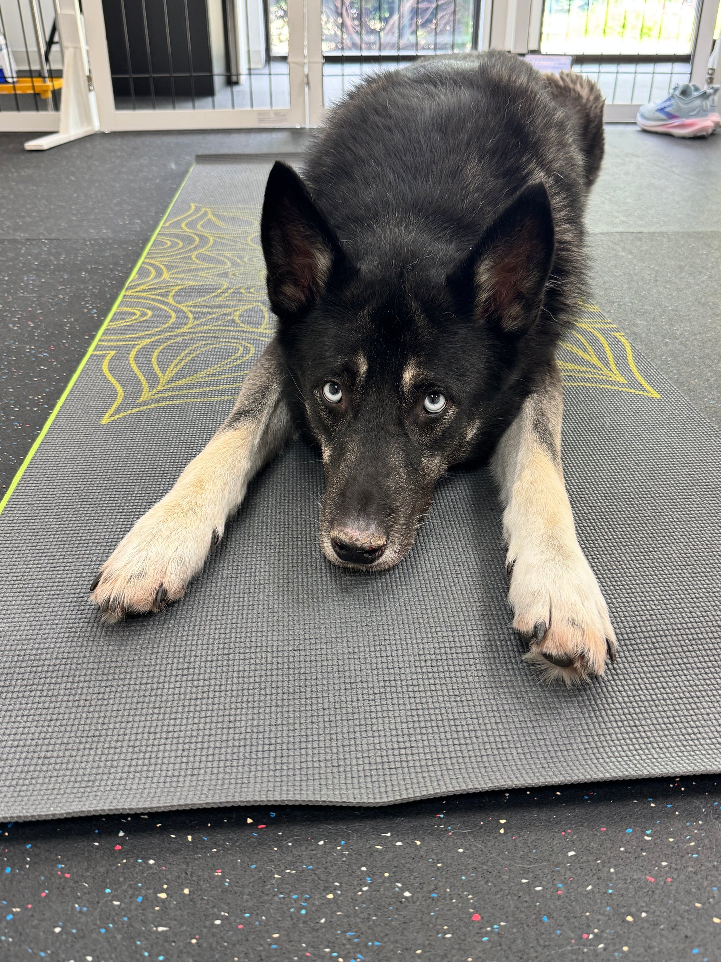 Doga