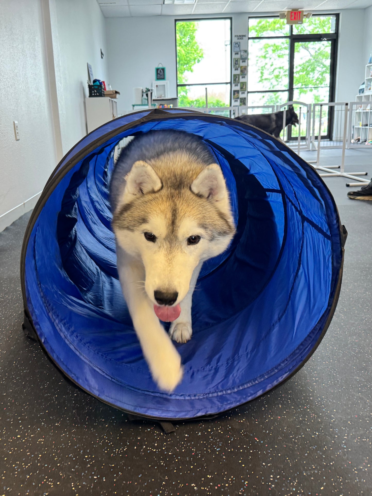 Canine Enrichment Session