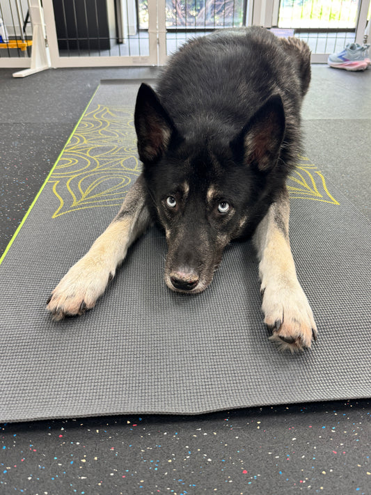 Doga