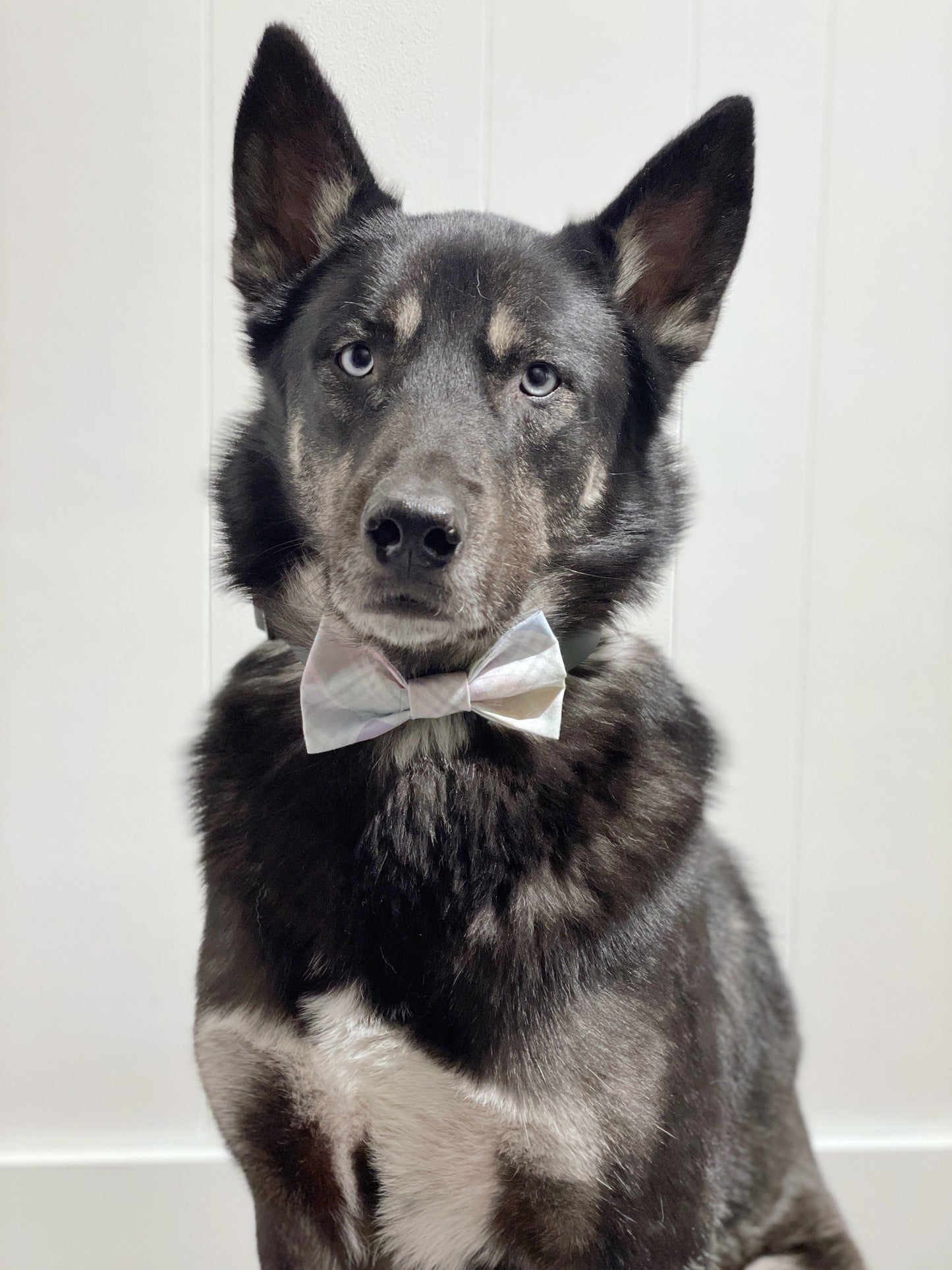 Date Night With Your Dog