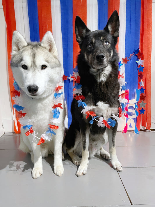 Date Night With Your Dog