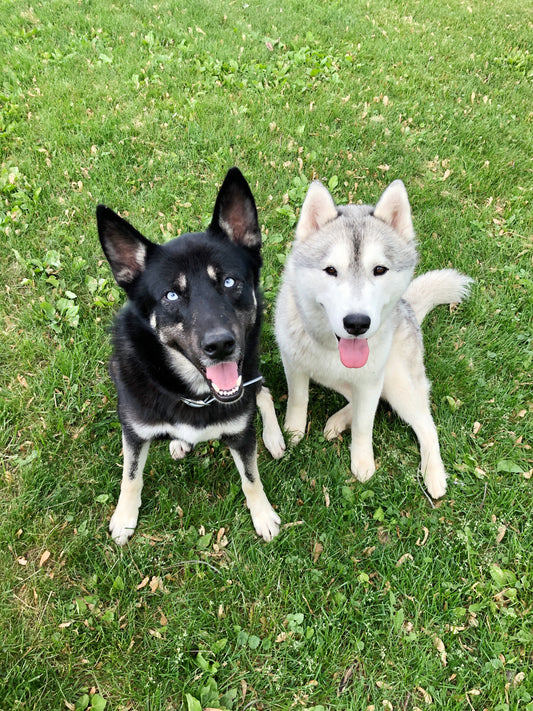 Additional Dogs in Enrichment Session