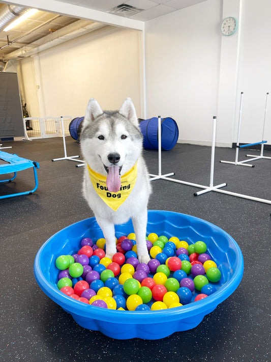 Canine Enrichment Session