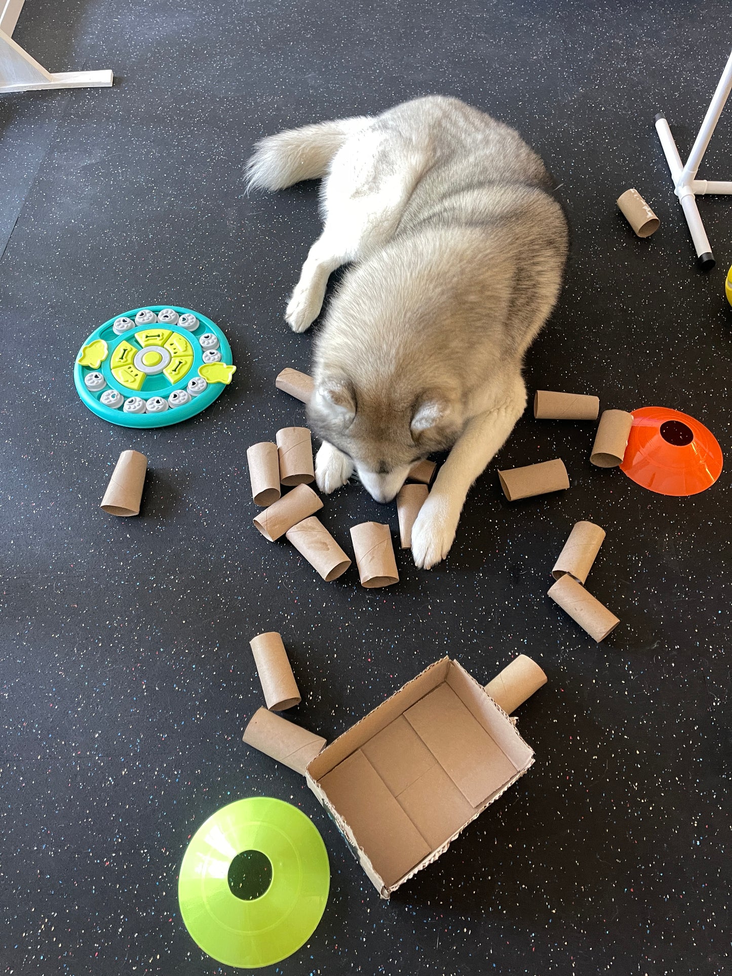 Canine Enrichment Session
