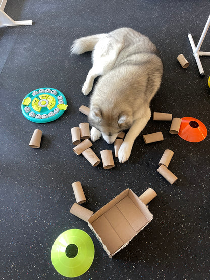 Canine Enrichment Session