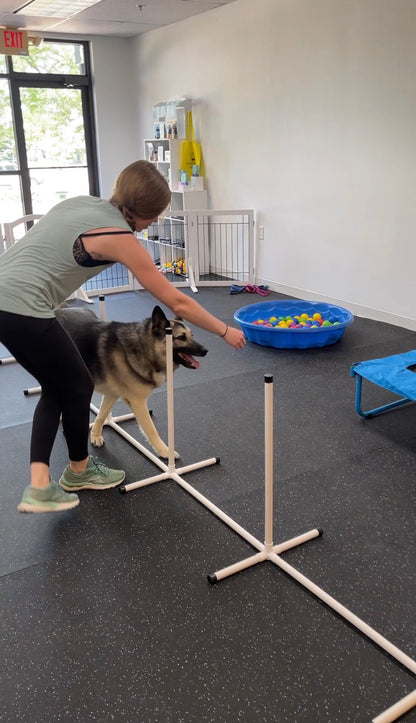Canine Enrichment Session