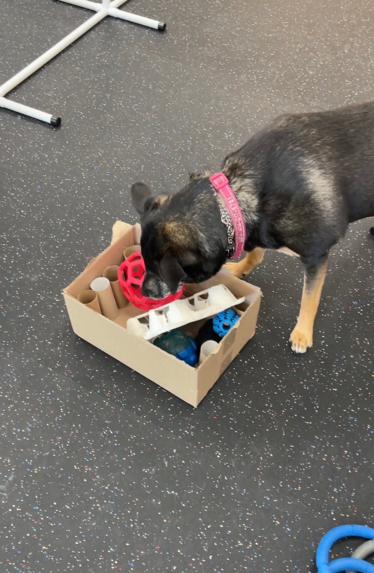 Canine Enrichment Session