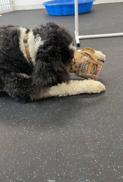 Canine Enrichment Session